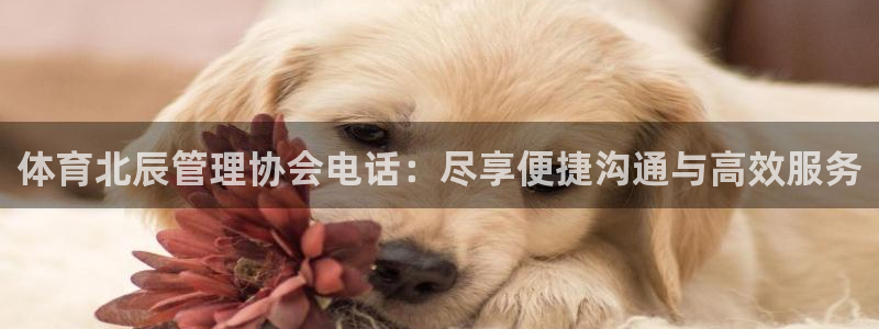 必一体育是啥：体育北